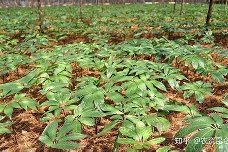 三七追施叶面肥行吗？三七叶面肥用哪个好？三七专用叶面肥昆仑风