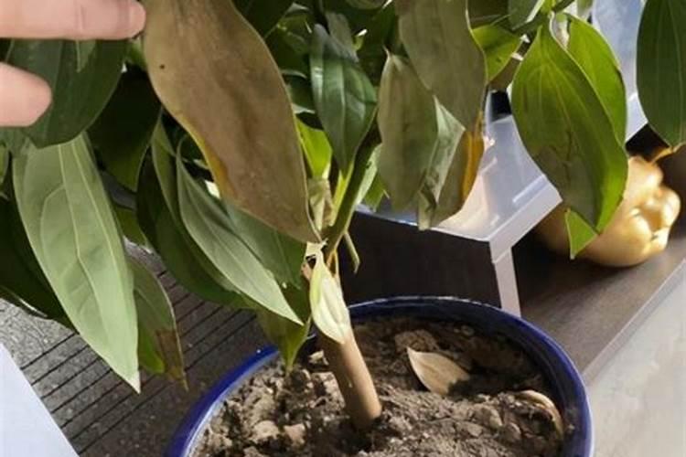 芝麻酱发酵时间多长可以发酵好