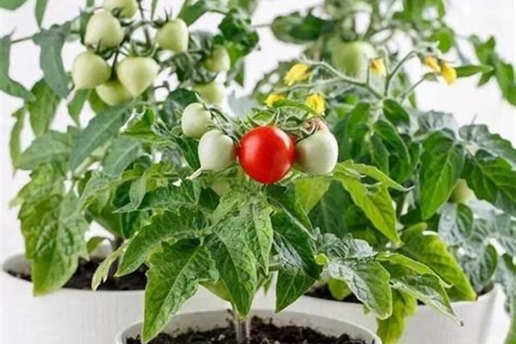 桉树幼苗施什么肥