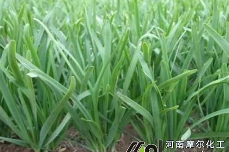 韭菜应该施什么肥