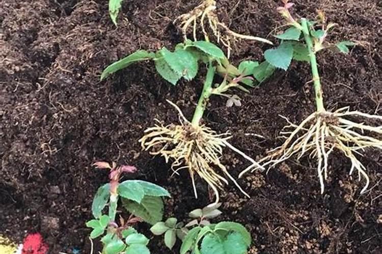 多肉要开花了是好事吗