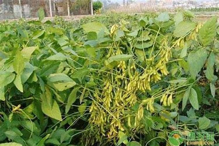 花生药肥什么时候撒好