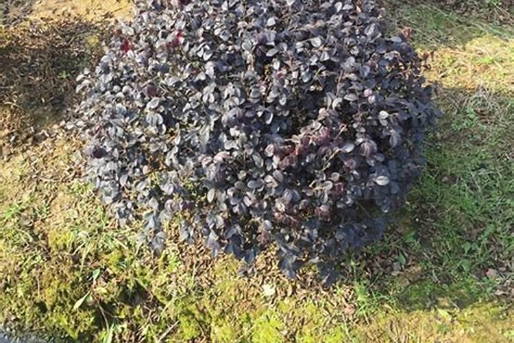 种大蒜用硝酸磷钾肥还需缓释肥吗