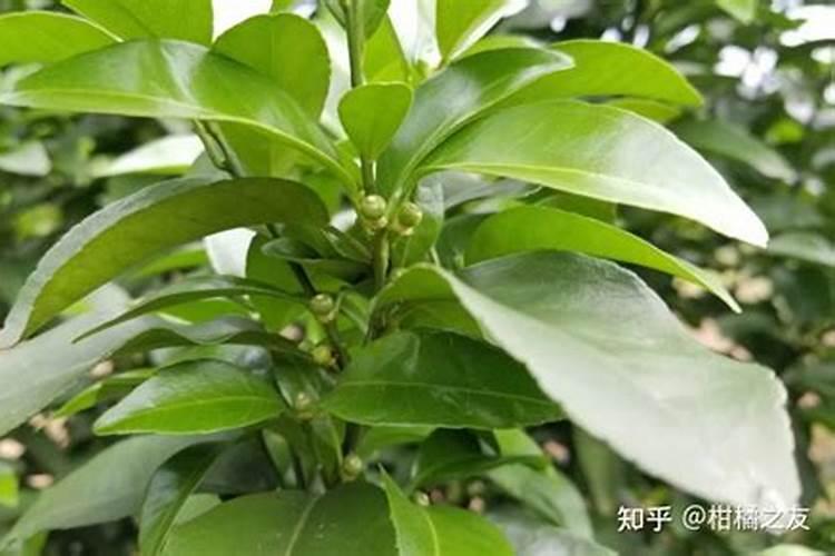 柑橘谢花后需要马上施肥吗