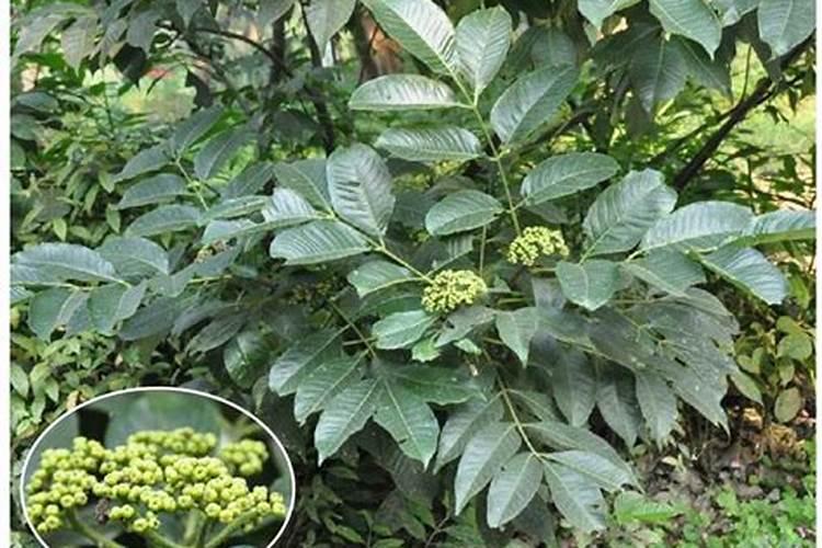 叶面肥和杀菌剂能混用吗 叶面肥和杀菌剂使用注意事项
