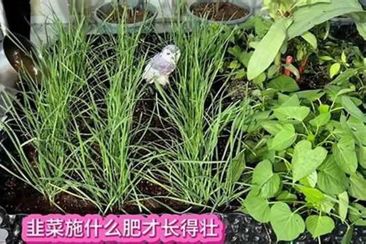 韭菜打什么叶面肥效果好