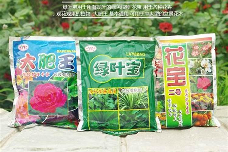 散尾葵用什么肥料最好,怎么施肥