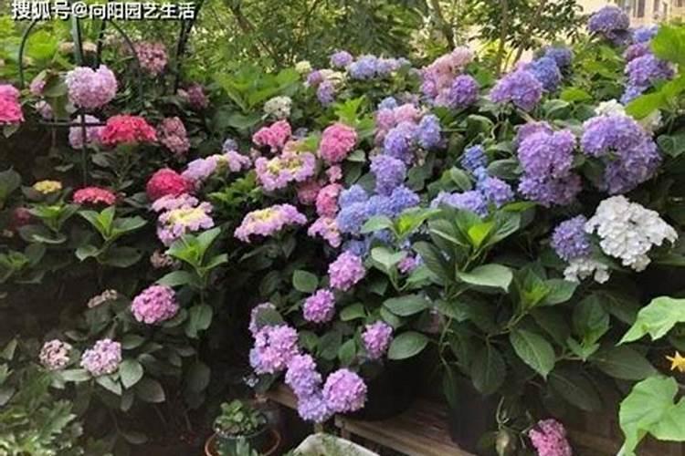 水族箱怎么除水藻？水族箱水藻识别治理