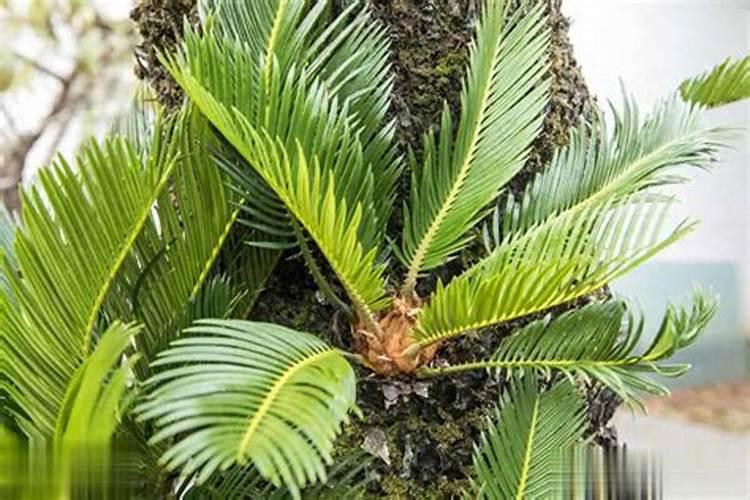 古龙小说〈绝代双骄〉中,唯一能克制“玉明功”的是哪种武功？