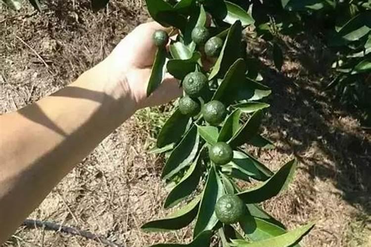 2018年种植什么柑橘品种比较好？风险小点