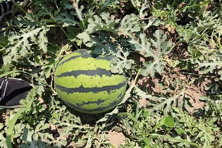 仙客来施什么肥最好