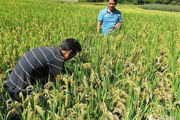 水稻怎样施肥能高产