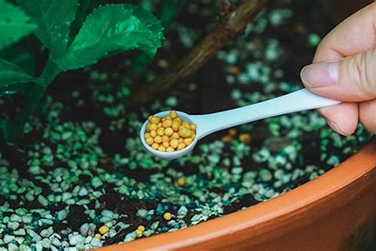 六月可以种什么花最合适