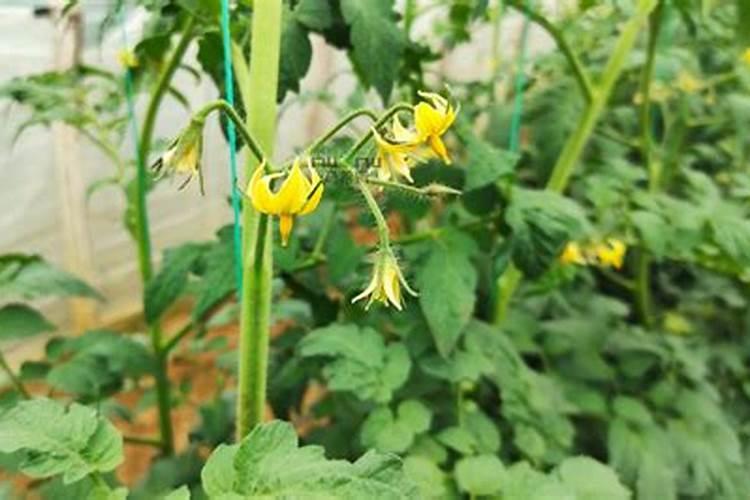 番茄刚座住果冲平衡肥还是高钾肥