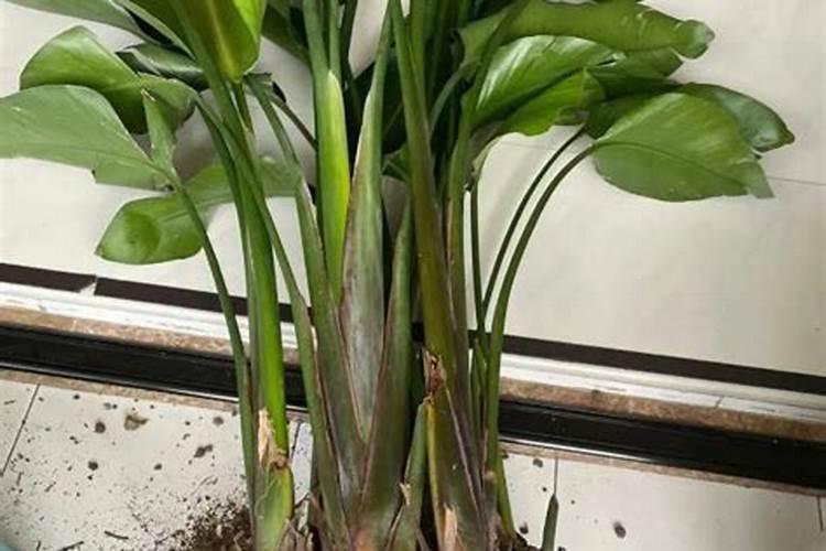 拼多多上卖的芸乐收是真的吗