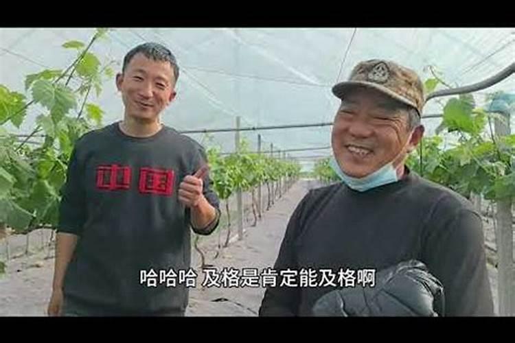 第一年阳光玫瑰栽培养殖方法