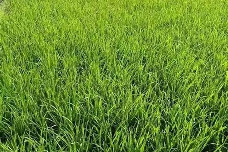 水稻肥料多不黄怎么办