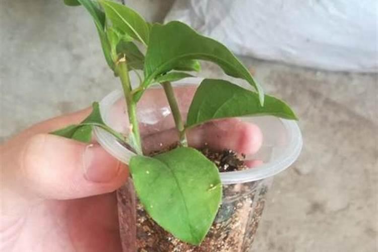 三角梅如何催花 正确的施肥方法