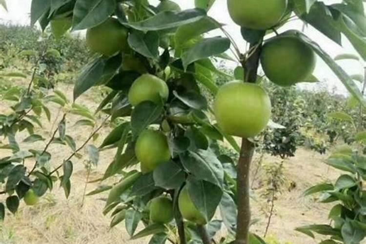 磷肥出厂价格多少一吨