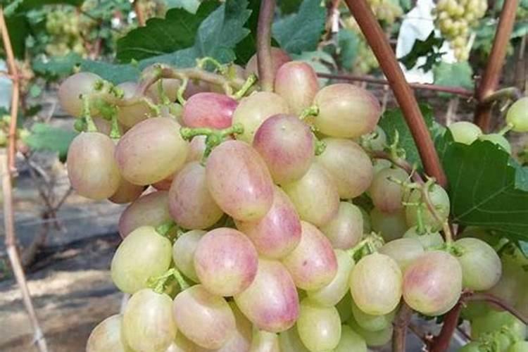 葡萄什么时候施肥最好