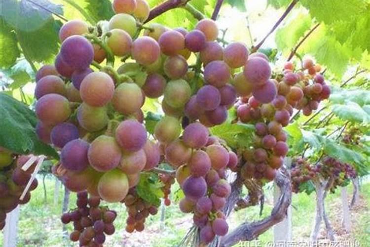 腐殖酸钾能代替有机肥吗吗？