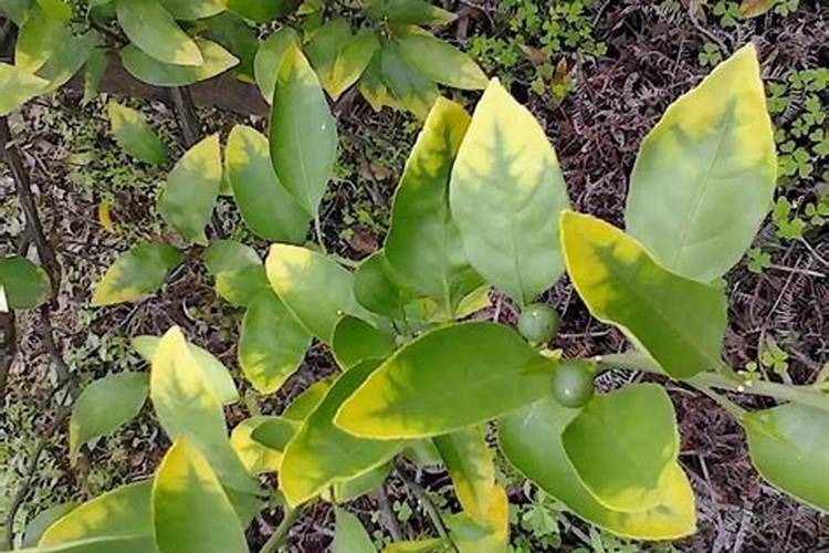 复合肥,氮肥,磷肥,钾肥有什么区别