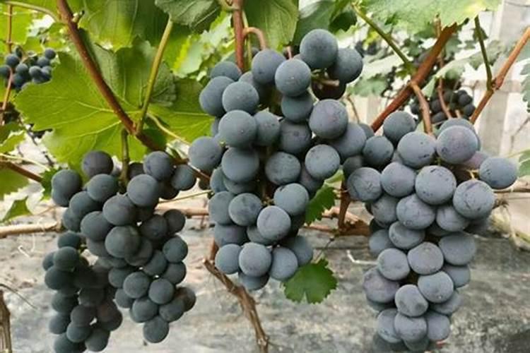 桉树基肥怎么放