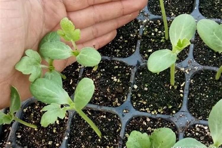 种植高产菠萝的施肥技巧有哪些？