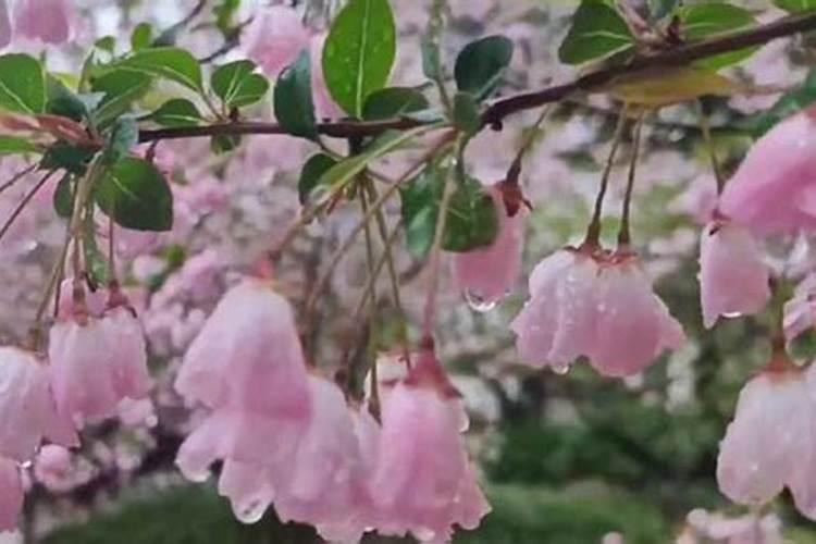 垂丝海棠的养殖方法和注意事项