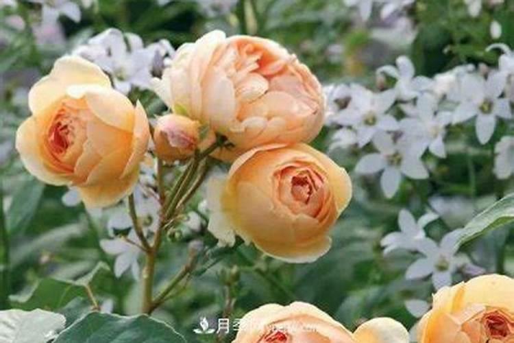 红薯浇水的正确方法