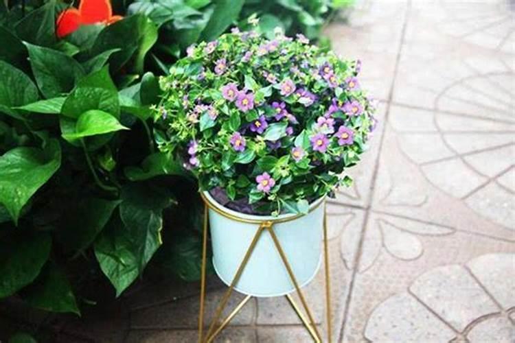 桉树施尿素效果怎样