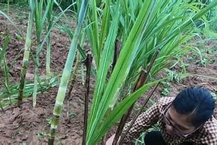 种黑皮甘蔗要施几次肥 如何施肥才高产