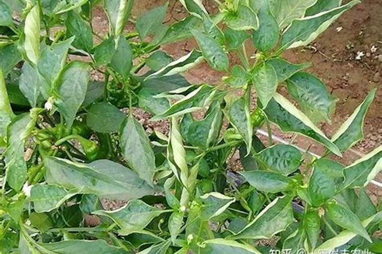 硅肥什么牌子最好