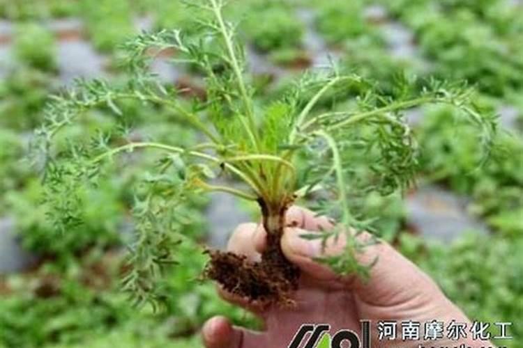 古代蔬菜的储存方法