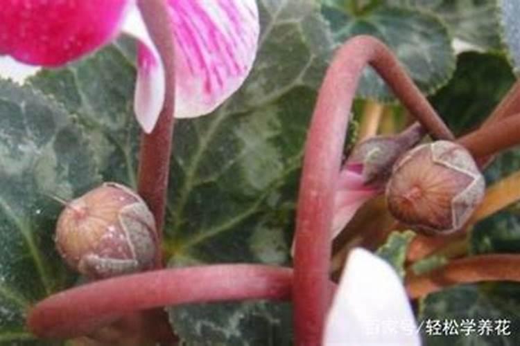 仙客来开花期间怎么浇水施肥