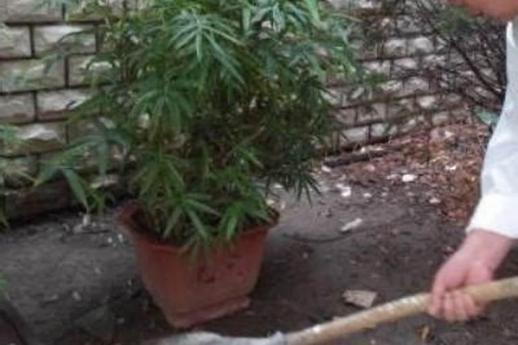 葡萄沟哪里出产水果,其中葡萄