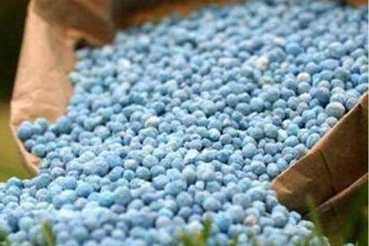 两年雪松施什么配方的化肥？两年的雪松,一棵树上多少斤肥料是你？