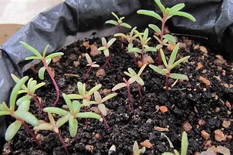 太阳花幼苗多大可以施肥