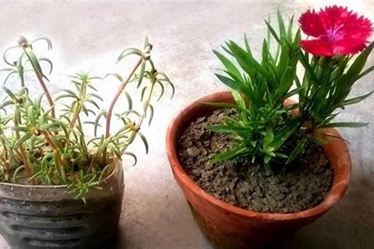 太阳花种子刚发芽可以施肥