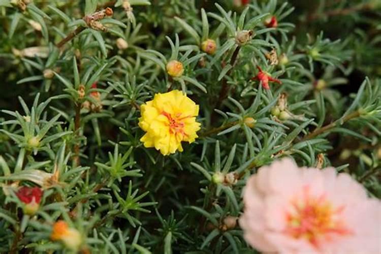 太阳花育苗期需要施肥吗