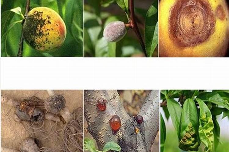 打桃树最好杀菌剂