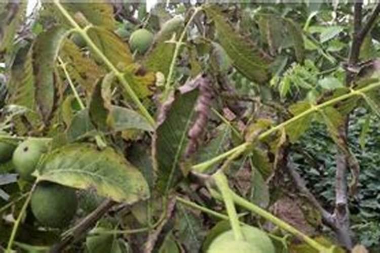 核桃树叶子干枯应补充什么肥料