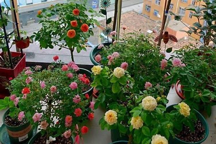 什么花卉用氮肥