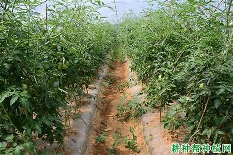 老师:露地番茄施复合肥,耕地时撒施,第一穗果穴施,第二次追肥穴施,分别...