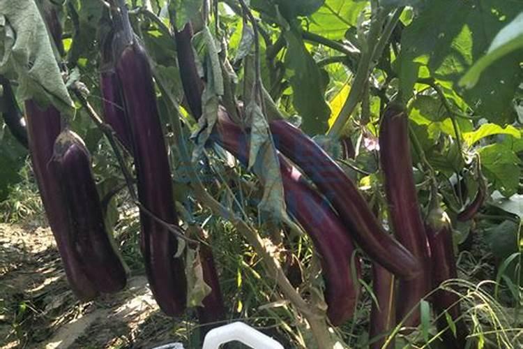 茄子施肥方法和注意事项