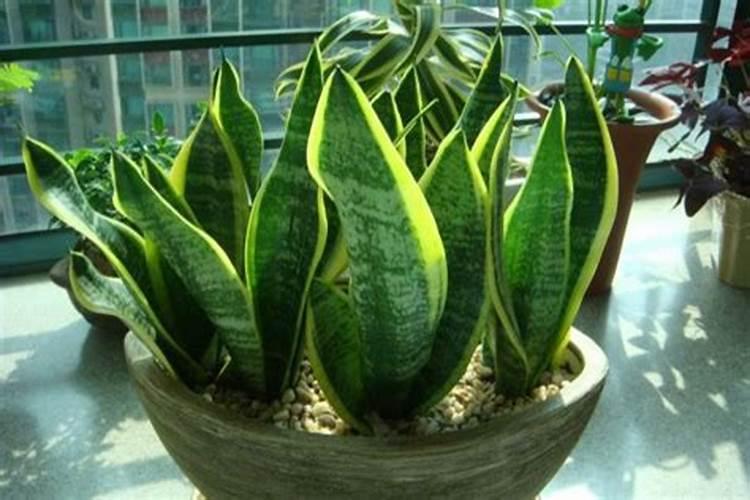 虎皮兰冬天能施肥吗