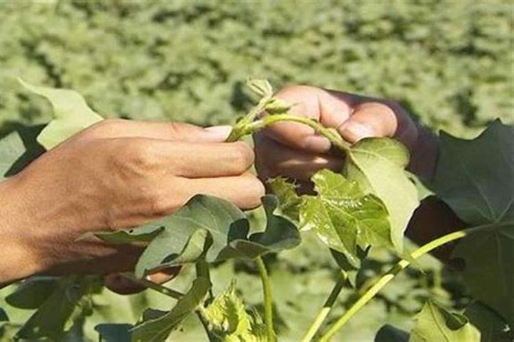 芸豆喜欢什么叶面肥