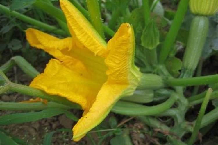 西葫芦用什么底肥好？西葫芦早期用哪个肥料？西葫芦水溶肥用黑金晶