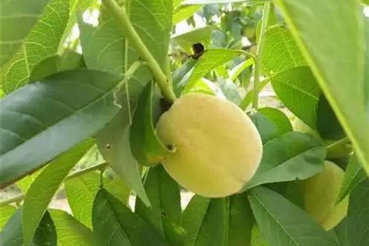 磷酸二氢钾跟钙肥 硼肥可以混用吗？