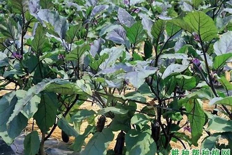 茄子小苗冻害能缓过来吗？